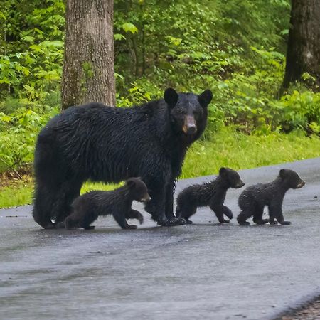 Apple Valley Hideaway, 1089 Of Free Attraction Tickets For Each Paid Day, Dollywood And More! Pigeon Forge Exterior foto